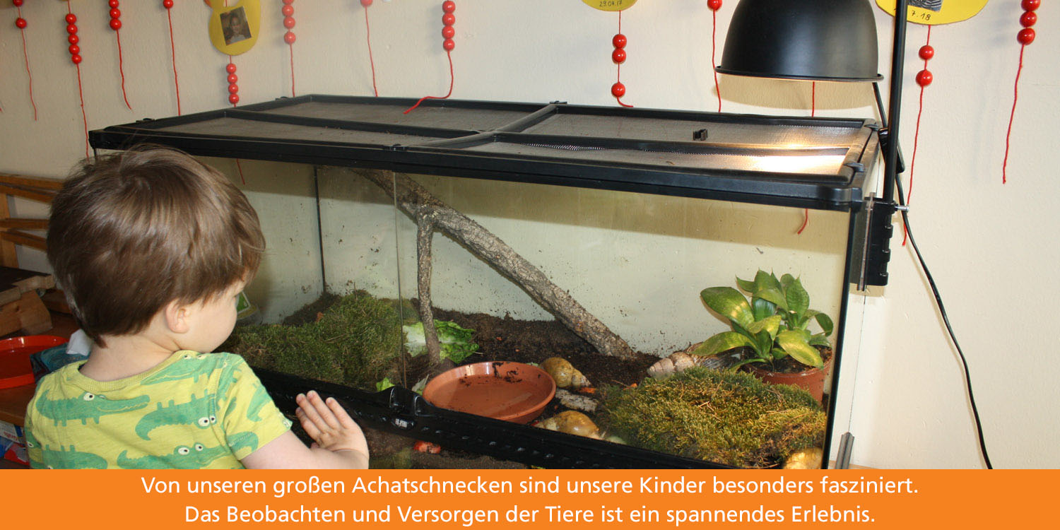 Ein kleines Kind steht vor dem Terrarium und bestaunt die Achatschenecken.