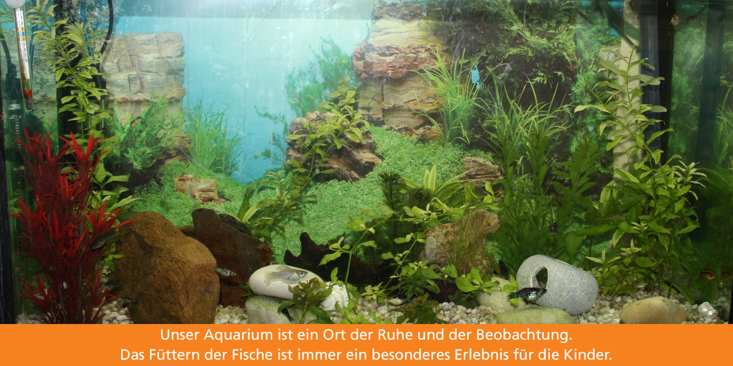 In einem Aquarium schwimmen kleine bunte Fische, umgeben von Wasserpflanzen und Steinen.