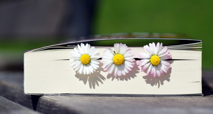 Gänseblümchen im Buch