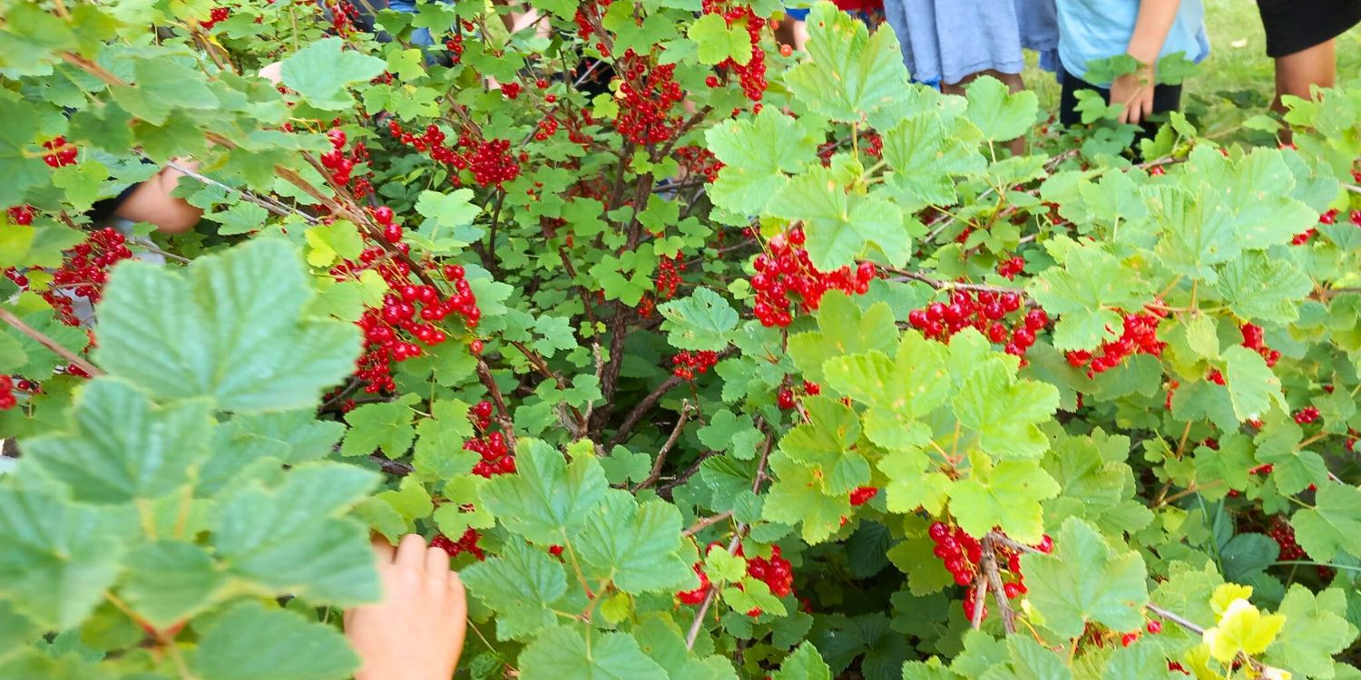 Kinder pflücken reife Johannisbeeren ab.