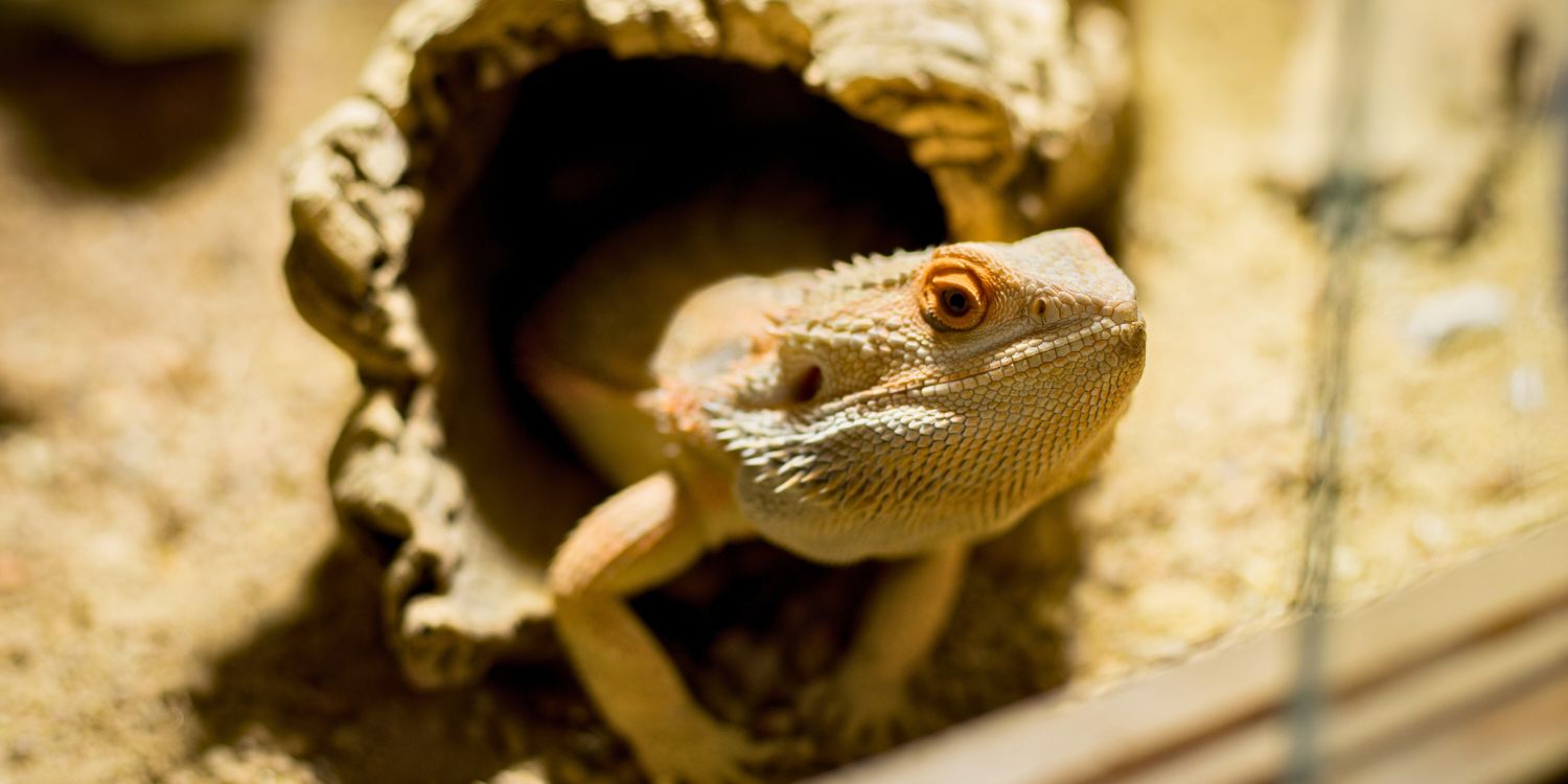 Bartagame guckt aus einem hohlen Ast