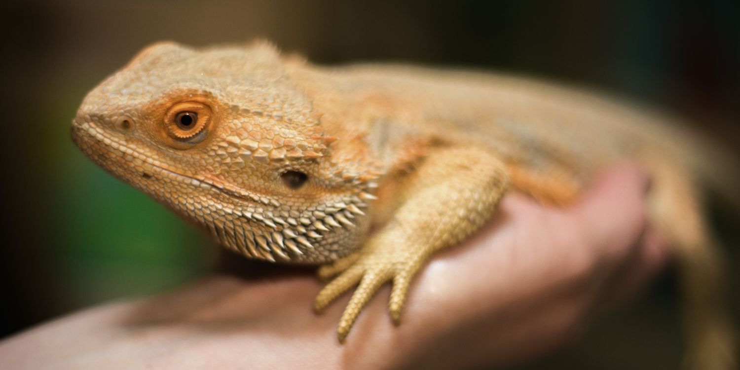 Bartagame in einer Hand